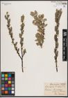 Foto von Salix caprea L. x Salix repens L.